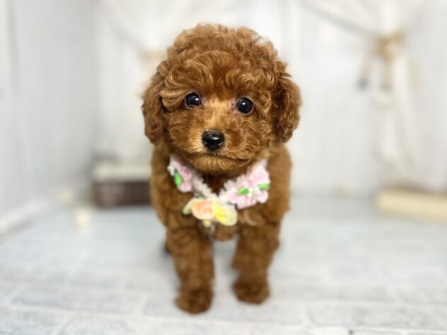 香川県のトイプードル(トイ) (ワンキャラット アミーゴ屋島店/2025年9月17日生まれ/女の子/レッドフォーン)の子犬