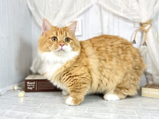 香川県のミヌエット (ワンキャラット アミーゴ屋島店/2025年5月29日生まれ/男の子/レッドタビーホワイト)の子猫