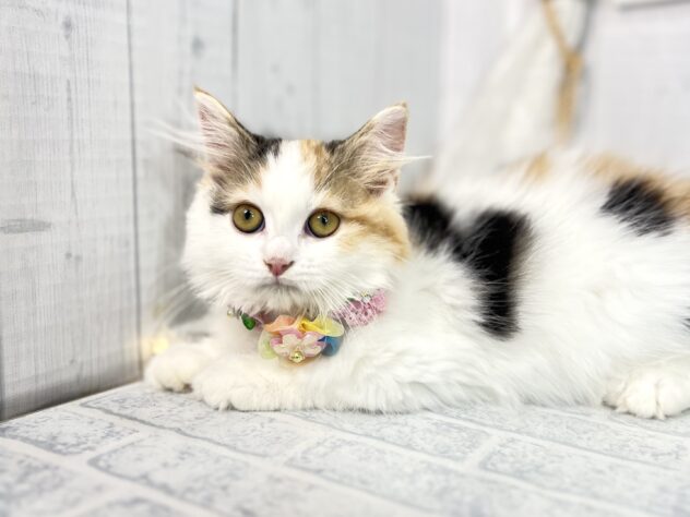 香川県のミヌエット (ワンキャラット アミーゴ屋島店/2025年8月16日生まれ/女の子/ブラウンパッチドタビーホワイト)の子猫の2枚目の画像