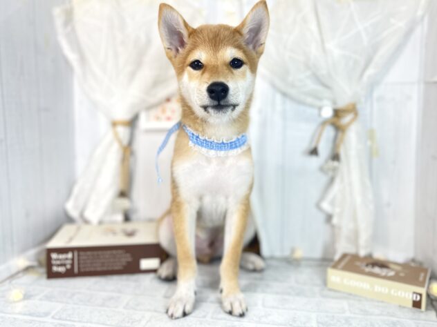 香川県の柴犬(標準サイズ) (ワンキャラット アミーゴ屋島店/2025年7月23日生まれ/男の子/赤)の子犬