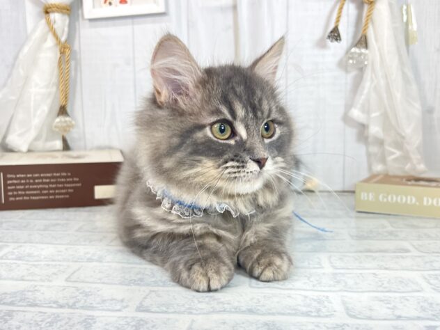 香川県のサイベリアン (ワンキャラット アミーゴ屋島店/2025年7月10日生まれ/男の子/ブルータビーホワイト)の子猫の2枚目の画像