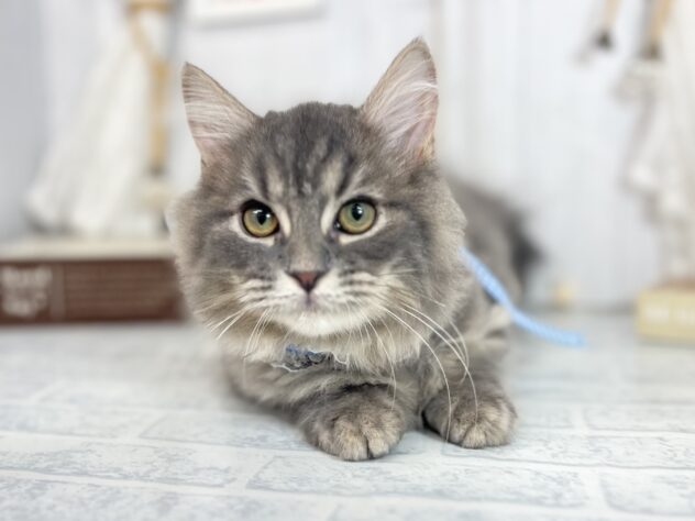 香川県のサイベリアン (ワンキャラット アミーゴ屋島店/2025年7月10日生まれ/男の子/ブルータビーホワイト)の子猫の1枚目の画像