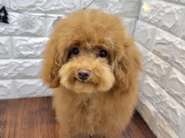 兵庫県のトイプードル(トイ) (ワンキャラット アミーゴ姫路飾磨店/2025年7月23日生まれ/女の子/レッドフォーン)の子犬の3枚目の画像