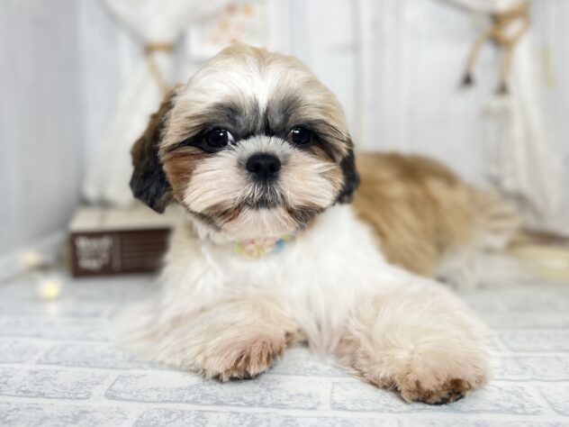 香川県のシーズー (ワンキャラット アミーゴ屋島店/2025年4月6日生まれ/女の子/ホワイトゴールド)の子犬