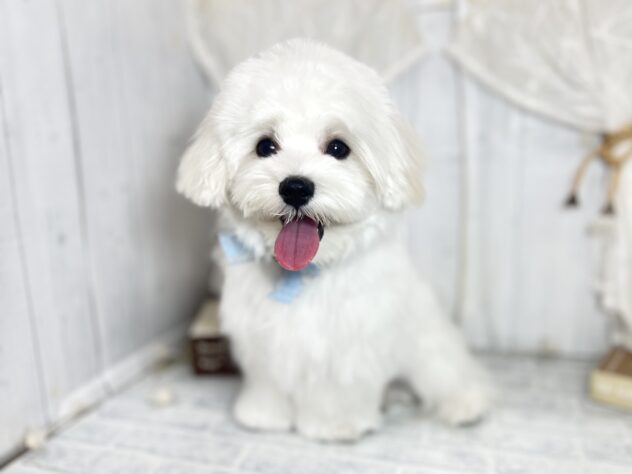 香川県のマルチーズ (ワンキャラット アミーゴ屋島店/2025年6月1日生まれ/男の子/06 ホワイト系)の子犬