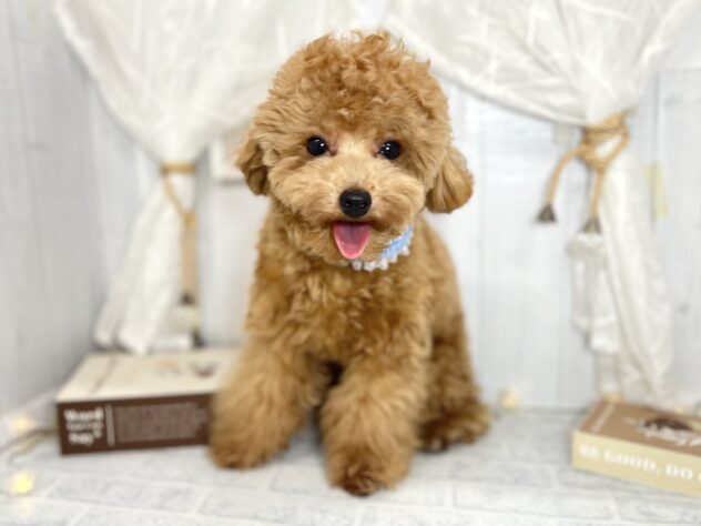 香川県のトイプードル(トイ) (ワンキャラット アミーゴ屋島店/2025年4月8日生まれ/男の子/レッド)の子犬