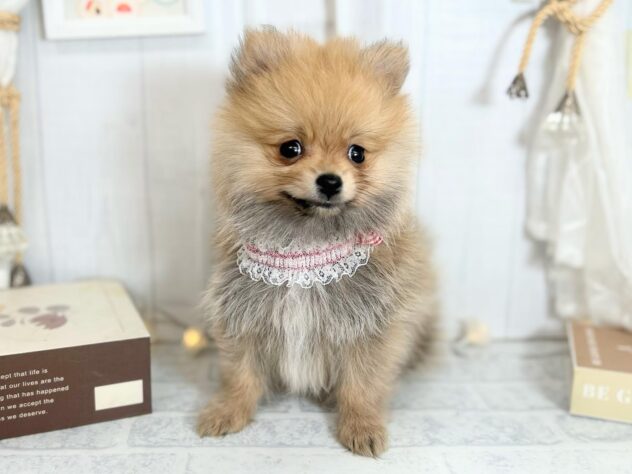 香川県のポメラニアン (ワンキャラット アミーゴ屋島店/2025年9月28日生まれ/女の子/オレンジ)の子犬の1枚目の画像