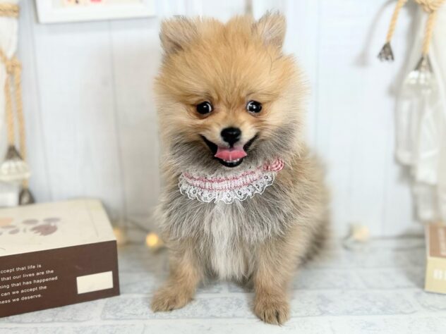 香川県のポメラニアン (ワンキャラット アミーゴ屋島店/2025年9月28日生まれ/女の子/オレンジ)の子犬の2枚目の画像