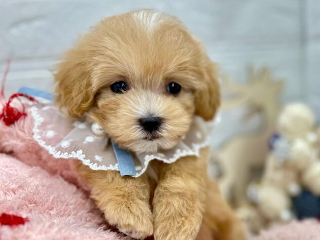 岡山県のハーフ犬・ミックス犬 (ワンキャラット アミーゴ岡南店/2025年8月30日生まれ/女の子/クリーム)の子犬の4枚目の画像