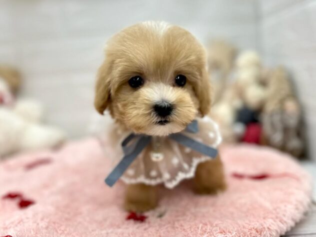 岡山県のハーフ犬・ミックス犬 (ワンキャラット アミーゴ岡南店/2025年8月30日生まれ/女の子/クリーム)の子犬の1枚目の画像