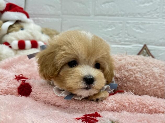 岡山県のハーフ犬・ミックス犬 (ワンキャラット アミーゴ岡南店/2025年8月30日生まれ/女の子/クリーム)の子犬の2枚目の画像
