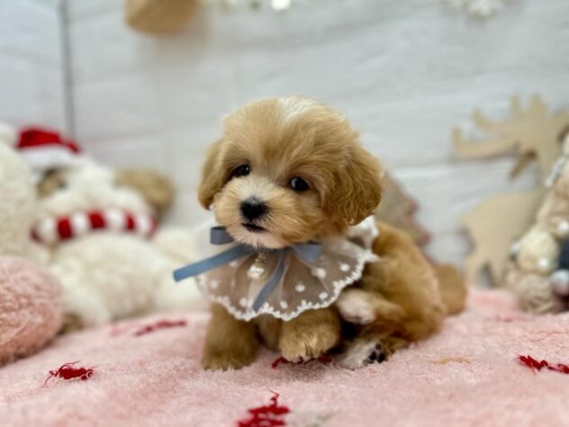 岡山県のハーフ犬・ミックス犬 (ワンキャラット アミーゴ岡南店/2025年8月30日生まれ/女の子/クリーム)の子犬の3枚目の画像