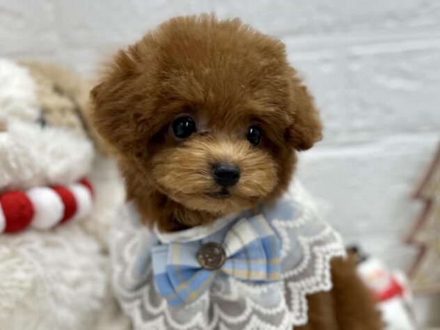 岡山県のトイプードル(トイ) (ワンキャラット アミーゴ岡南店/2025年8月10日生まれ/男の子/レッドフォーン)の子犬の1枚目の画像