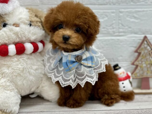 岡山県のトイプードル(トイ) (ワンキャラット アミーゴ岡南店/2025年8月10日生まれ/男の子/レッドフォーン)の子犬の2枚目の画像