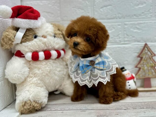 岡山県のトイプードル(トイ) (ワンキャラット アミーゴ岡南店/2025年8月10日生まれ/男の子/レッドフォーン)の子犬の3枚目の画像