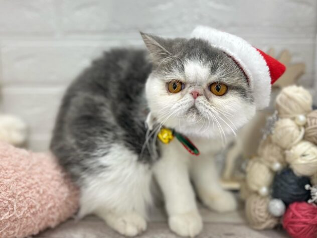 岡山県のエキゾチックショートヘアー (ワンキャラット アミーゴ岡南店/2025年3月5日生まれ/女の子/ブルーホワイト)の子猫の3枚目の画像