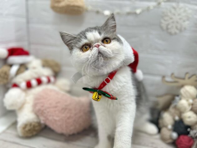 岡山県のエキゾチックショートヘアー (ワンキャラット アミーゴ岡南店/2025年3月5日生まれ/女の子/ブルーホワイト)の子猫の2枚目の画像