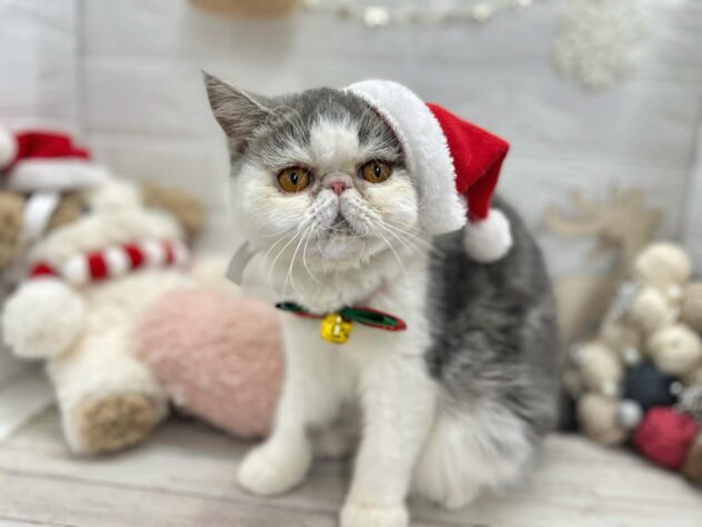 岡山県のエキゾチックショートヘアー (ワンキャラット アミーゴ岡南店/2025年3月5日生まれ/女の子/ブルーホワイト)の子猫の1枚目の画像