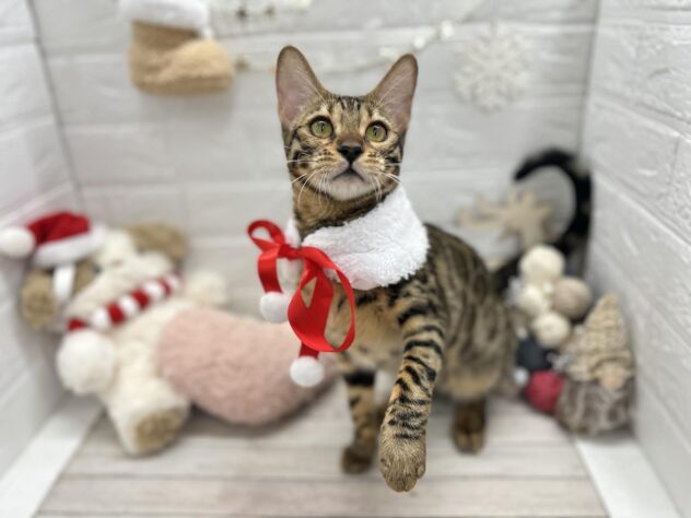 岡山県のベンガル (ワンキャラット アミーゴ岡南店/2025年2月6日生まれ/女の子/ブラウンスポットタビー)の子猫の1枚目の画像