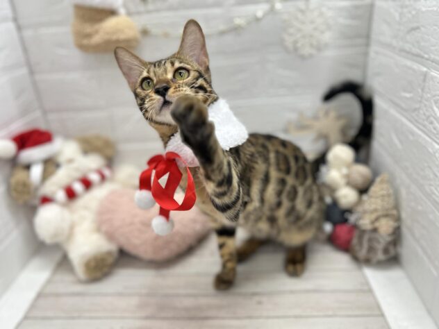 岡山県のベンガル (ワンキャラット アミーゴ岡南店/2025年2月6日生まれ/女の子/ブラウンスポットタビー)の子猫の3枚目の画像