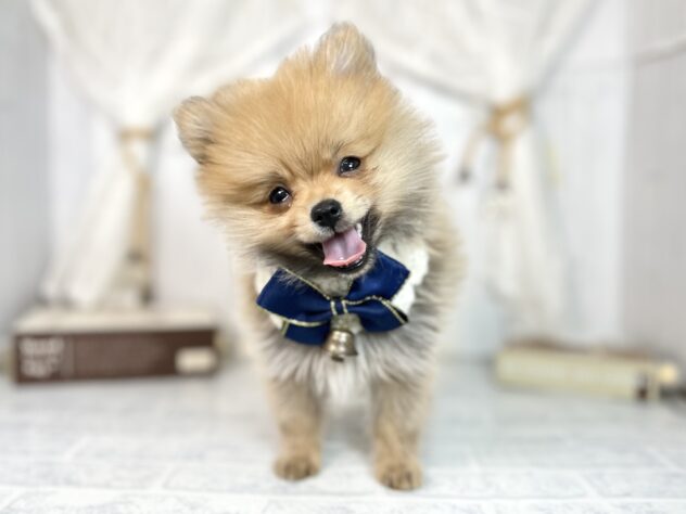 香川県のポメラニアン (ワンキャラット アミーゴ屋島店/2025年9月28日生まれ/女の子/オレンジ)の子犬