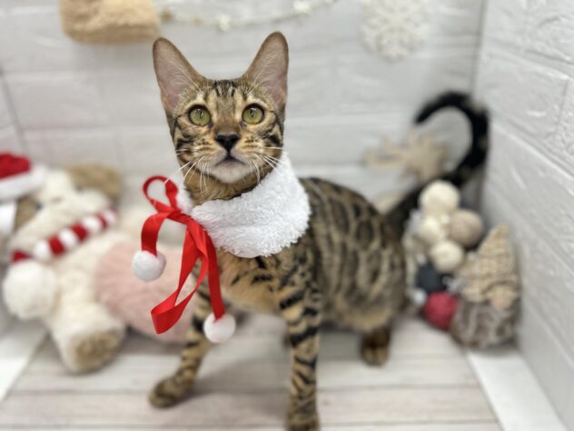 岡山県のベンガル (ワンキャラット アミーゴ岡南店/2025年2月6日生まれ/女の子/ブラウンスポットタビー)の子猫の2枚目の画像