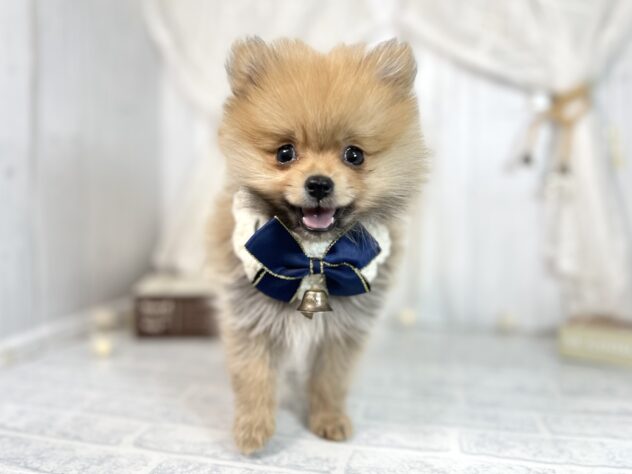 香川県のポメラニアン (ワンキャラット アミーゴ屋島店/2025年9月28日生まれ/女の子/オレンジ)の子犬の3枚目の画像