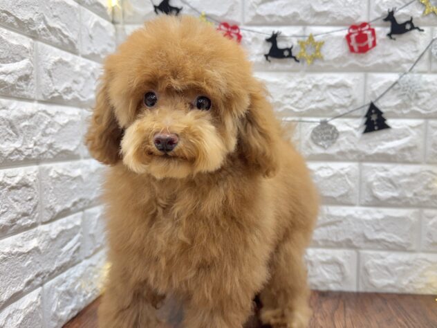 兵庫県のトイプードル(トイ) (ワンキャラット アミーゴ姫路飾磨店/2025年7月23日生まれ/女の子/レッドフォーン)の子犬の4枚目の画像