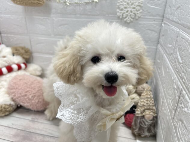 岡山県のトイプードル(トイ) (ワンキャラット アミーゴ岡南店/2025年7月7日生まれ/男の子/ペールフォーン)の子犬の3枚目の画像