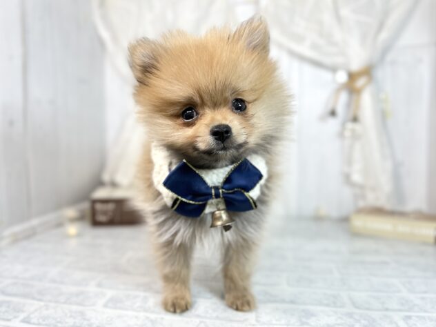 香川県のポメラニアン (ワンキャラット アミーゴ屋島店/2025年9月28日生まれ/女の子/オレンジ)の子犬の2枚目の画像