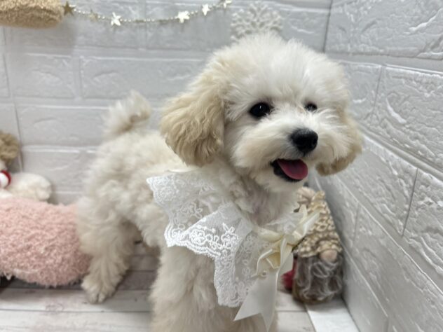 岡山県のトイプードル(トイ) (ワンキャラット アミーゴ岡南店/2025年7月7日生まれ/男の子/ペールフォーン)の子犬の2枚目の画像