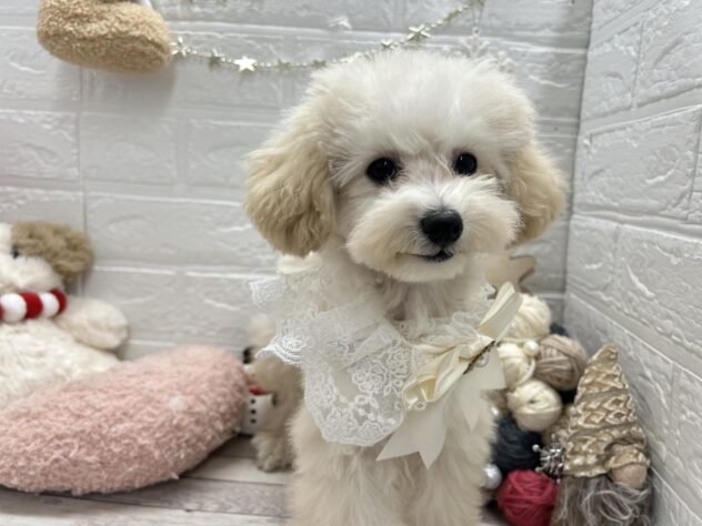 岡山県のトイプードル(トイ) (ワンキャラット アミーゴ岡南店/2025年7月7日生まれ/男の子/ペールフォーン)の子犬の1枚目の画像