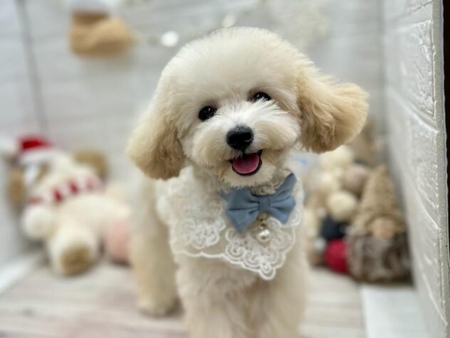 岡山県のトイプードル(トイ) (ワンキャラット アミーゴ岡南店/2025年7月7日生まれ/男の子/ペールフォーン)の子犬の3枚目の画像