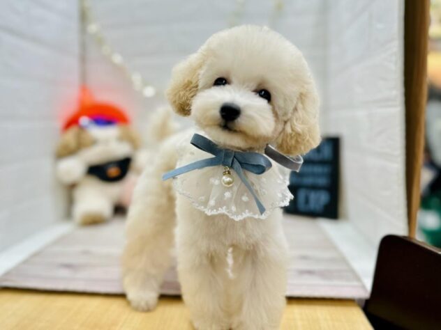 岡山県のトイプードル(トイ) (ワンキャラット アミーゴ岡南店/2025年7月7日生まれ/男の子/ペールフォーン)の子犬の2枚目の画像