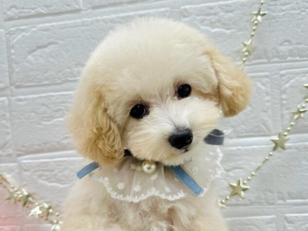 岡山県のトイプードル(トイ) (ワンキャラット アミーゴ岡南店/2025年7月7日生まれ/男の子/ペールフォーン)の子犬