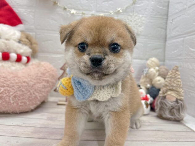 岡山県のハーフ犬・ミックス犬 (ワンキャラット アミーゴ岡南店/2025年11月7日生まれ/男の子/赤)の子犬の1枚目の画像