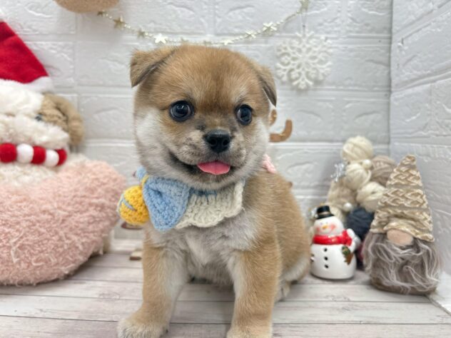 岡山県のハーフ犬・ミックス犬 (ワンキャラット アミーゴ岡南店/2025年11月7日生まれ/男の子/赤)の子犬の2枚目の画像