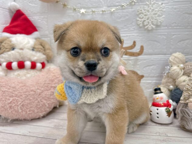 岡山県のハーフ犬・ミックス犬 (ワンキャラット アミーゴ岡南店/2025年11月7日生まれ/男の子/赤)の子犬の3枚目の画像