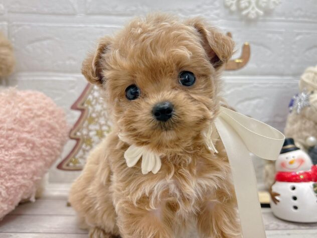 岡山県のハーフ犬・ミックス犬 (ワンキャラット アミーゴ岡南店/2025年11月7日生まれ/女の子/クリーム)の子犬の1枚目の画像