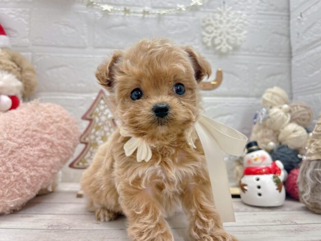 岡山県のハーフ犬・ミックス犬 (ワンキャラット アミーゴ岡南店/2025年11月7日生まれ/女の子/クリーム)の子犬の2枚目の画像