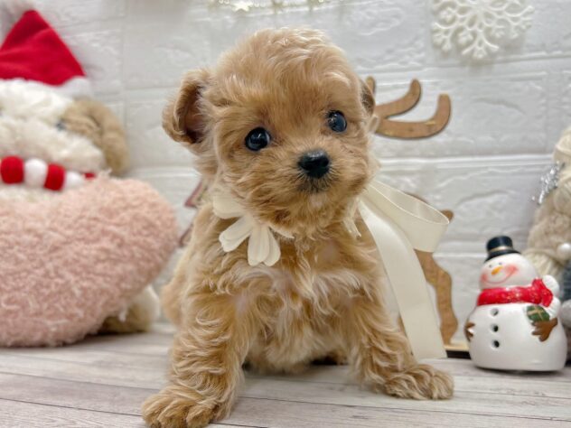 岡山県のハーフ犬・ミックス犬 (ワンキャラット アミーゴ岡南店/2025年11月7日生まれ/女の子/クリーム)の子犬の3枚目の画像