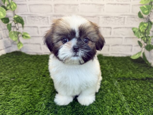 岡山県のシーズー (アミーゴ妹尾店/2025年9月22日生まれ/男の子/ホワイトゴールド)の子犬