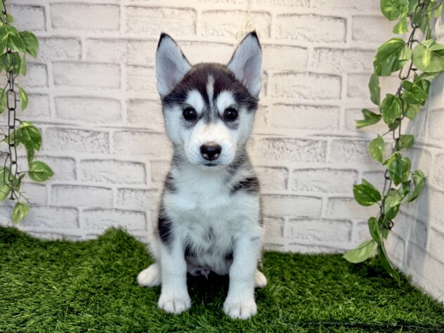 岡山県のシベリアンハスキー (アミーゴ妹尾店/2025年9月24日生まれ/女の子/ブラックホワイト)の子犬