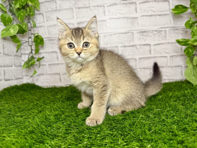 岡山県のブリティッシュショートヘアー (アミーゴ妹尾店/2025年9月20日生まれ/女の子/ブラウンティックドタビー)の子猫