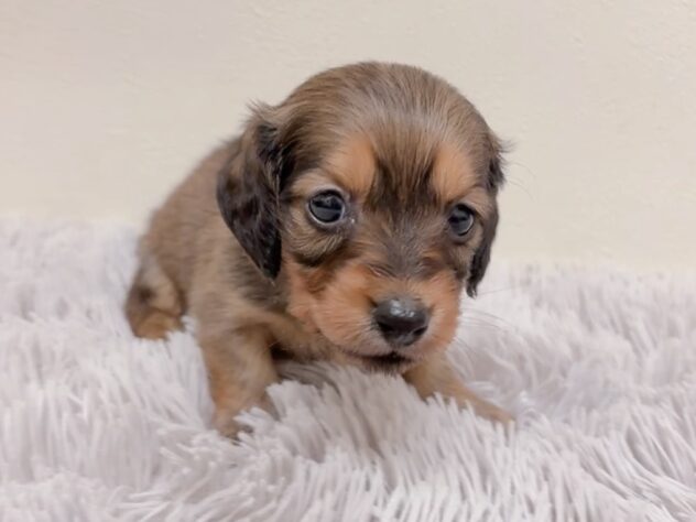 茨城県のカニンヘンダックスフンド(ロング) (アミーゴ神栖店/2025年9月4日生まれ/女の子/レッド)の子犬の3枚目の画像