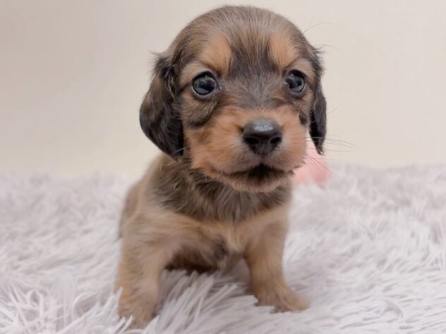 茨城県のカニンヘンダックスフンド(ロング) (アミーゴ神栖店/2025年9月4日生まれ/女の子/レッド)の子犬の2枚目の画像