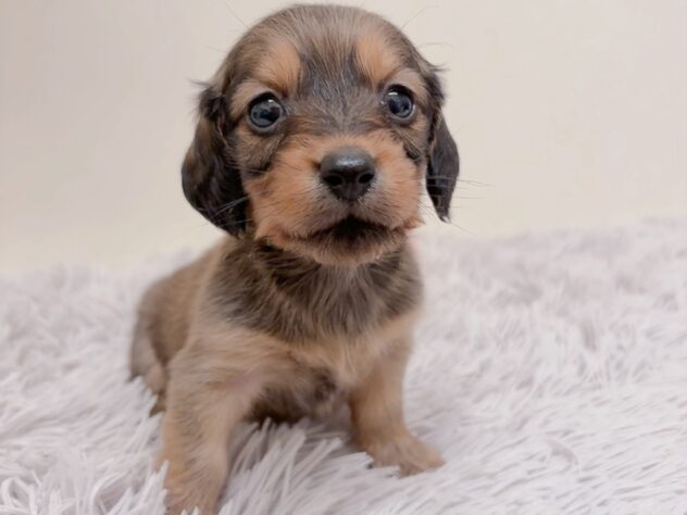 茨城県のカニンヘンダックスフンド(ロング) (アミーゴ神栖店/2025年9月4日生まれ/女の子/レッド)の子犬の4枚目の画像