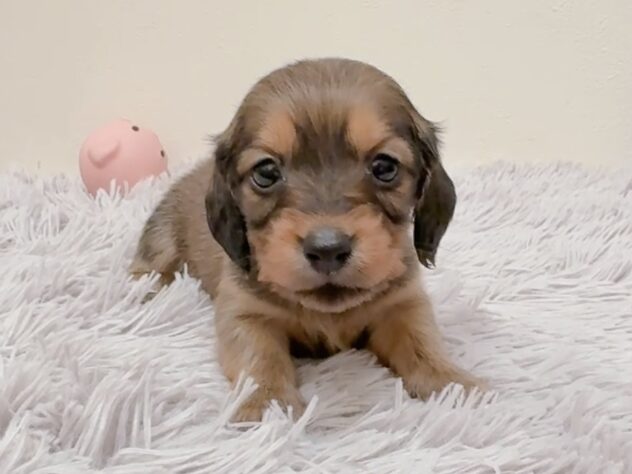 茨城県のカニンヘンダックスフンド(ロング) (アミーゴ神栖店/2025年9月4日生まれ/女の子/レッド)の子犬の1枚目の画像