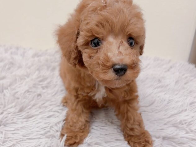 茨城県のトイプードル(トイ) (アミーゴ神栖店/2025年8月15日生まれ/男の子/レッド)の子犬の4枚目の画像