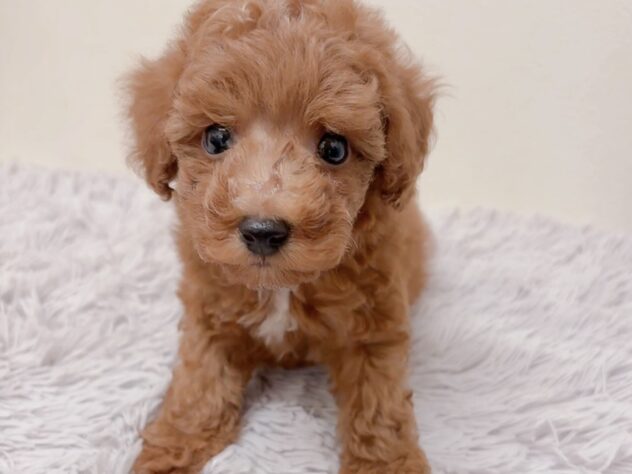 茨城県のトイプードル(トイ) (アミーゴ神栖店/2025年8月15日生まれ/男の子/レッド)の子犬の1枚目の画像